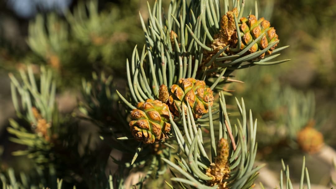 Ancient Bristlecone Pine Forest